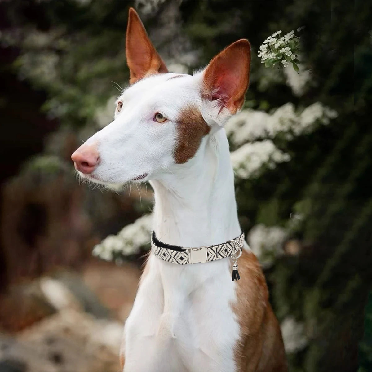 Bohemian Ethnic Style Pet Collar: Luxurious Adjustable Multi-Color Neckband