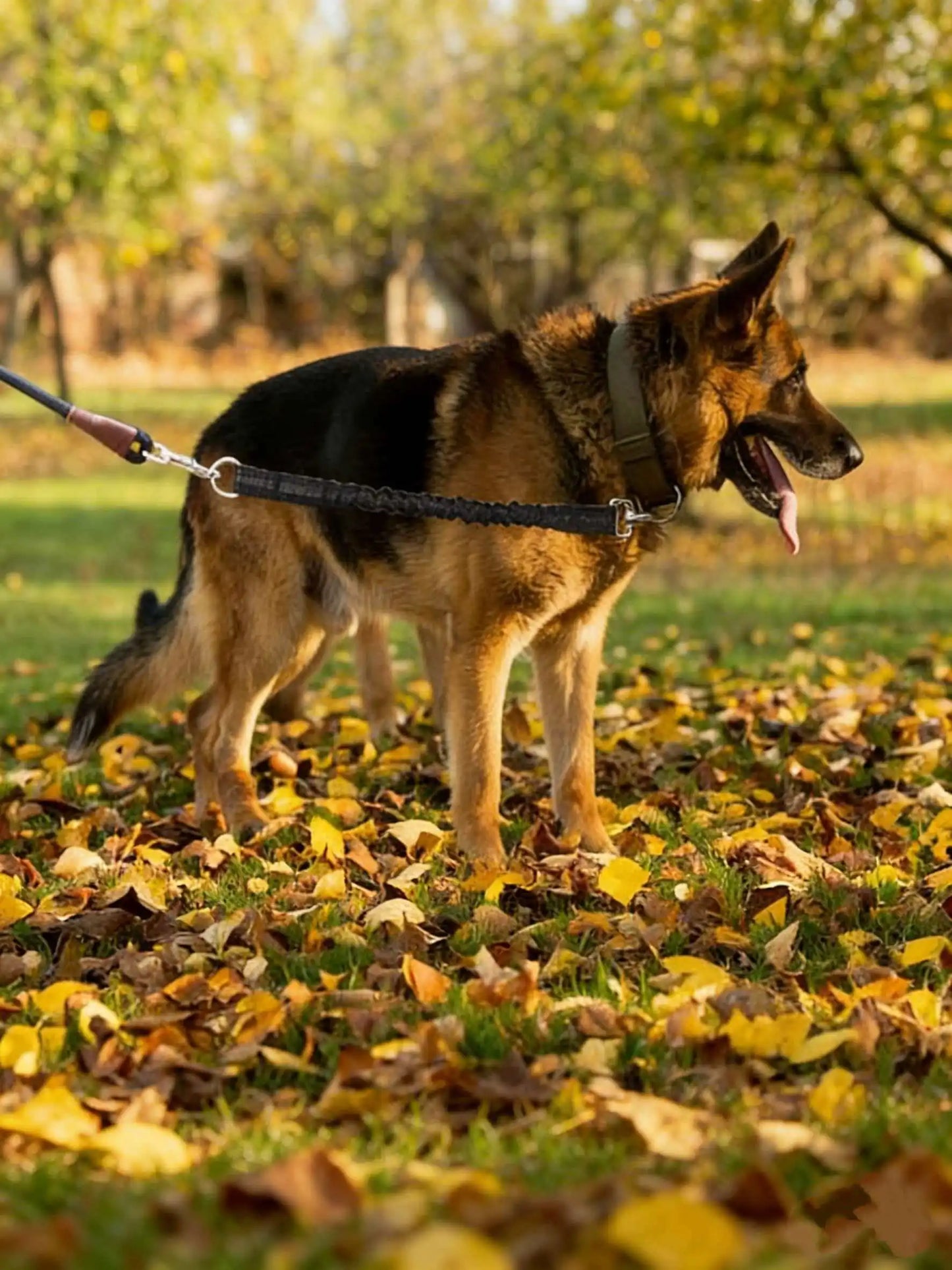 Adjustable Dog Leash Extension - Durable Extendable Lead for Small & Medium Dogs