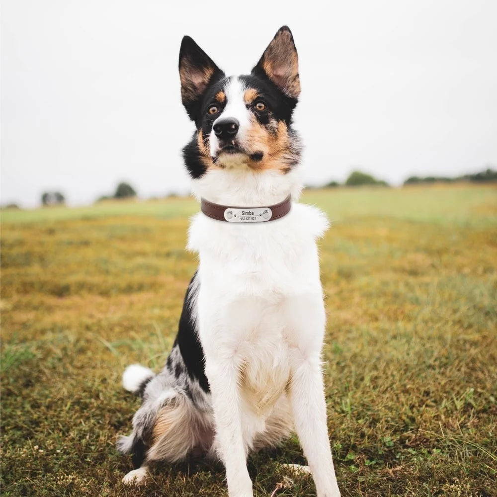 Personalized Leather Dog Collar: Custom Carved Name ID & Anti-Lost Design