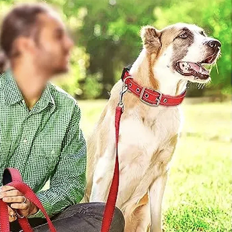 Reflective Padded Dog Collar - Heavy Duty Nylon & Neoprene