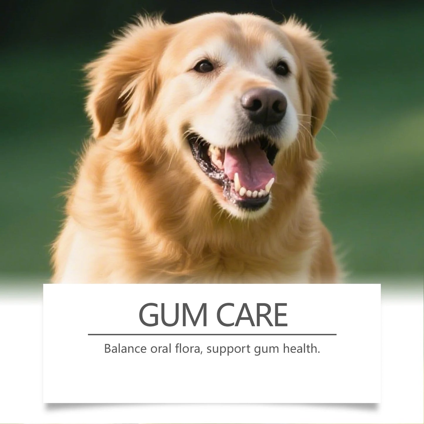 Natural Enzyme Dog Dental Powder - Cat Breath Freshener & Plaque Control