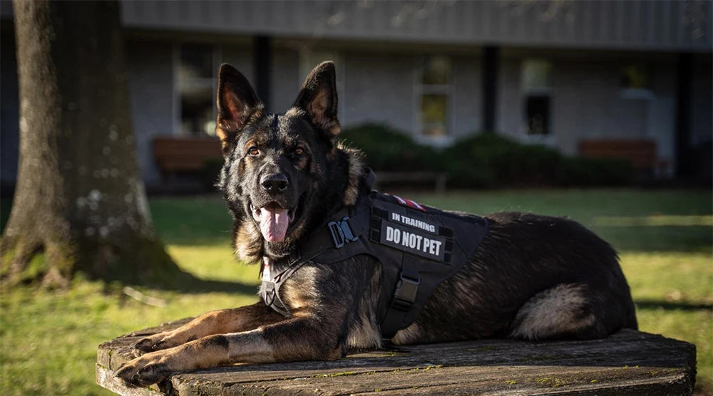 Military Tactical Dog Harness: Heavy-Duty Training Vest for German Shepherds