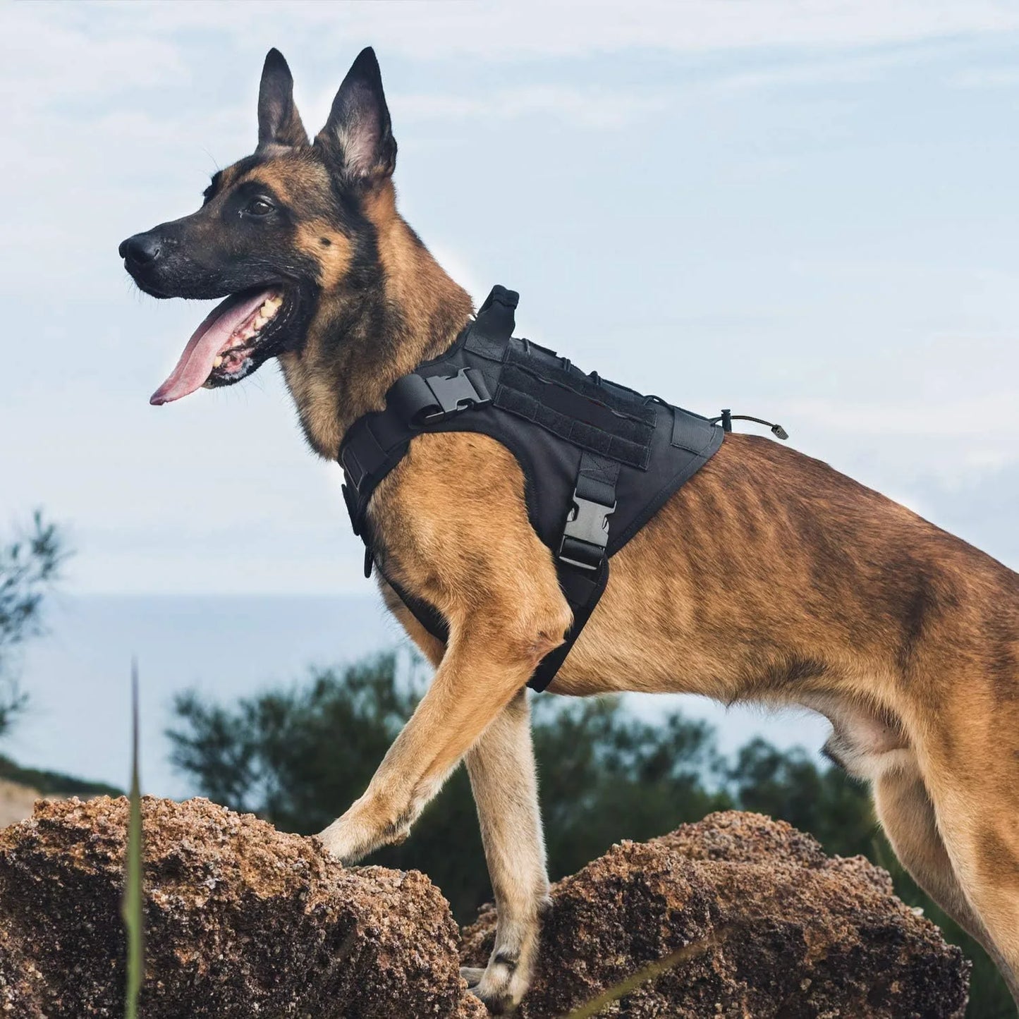 Tactical Service Dog Harness: No-Pull Vest with Hook & Loop Panels